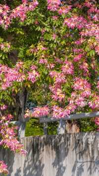 廈門芳都異木棉 + 錦江住宿攻略，粉色浪漫與舒適旅居指南🩷