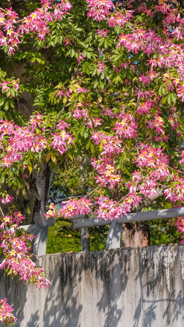 廈門芳都異木棉 + 錦江住宿攻略，粉色浪漫與舒適旅居指南🩷
