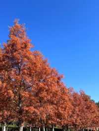 冬日限定|被這片絕美紅楓刷屏了!隨手一拍都是大片