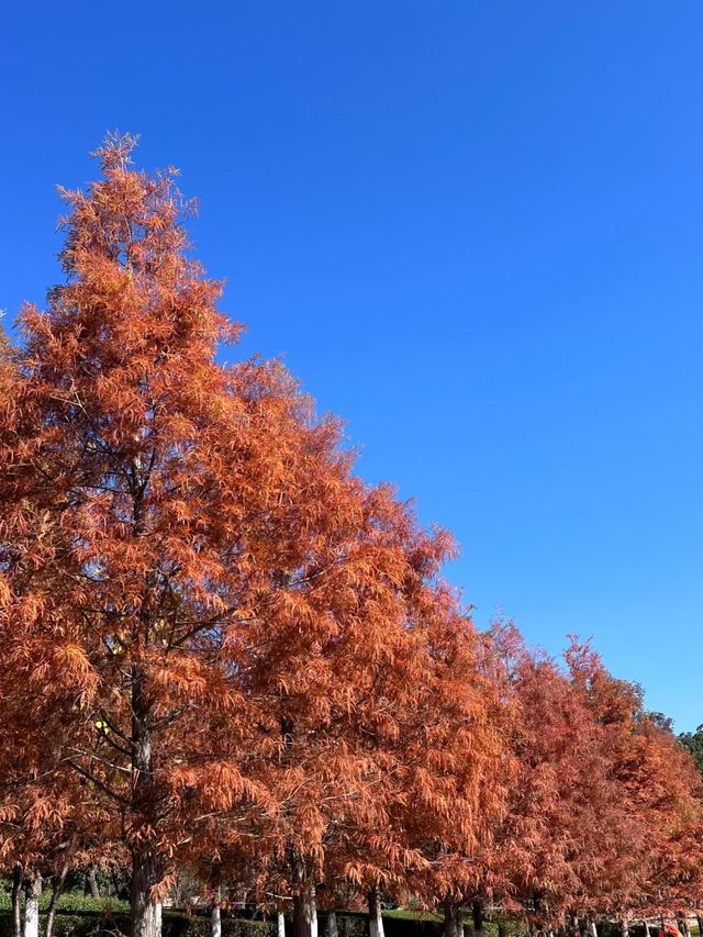 冬日限定|被這片絕美紅楓刷屏了!隨手一拍都是大片 冬日限定|被這片絕美紅楓刷屏了!隨手一拍都是大片