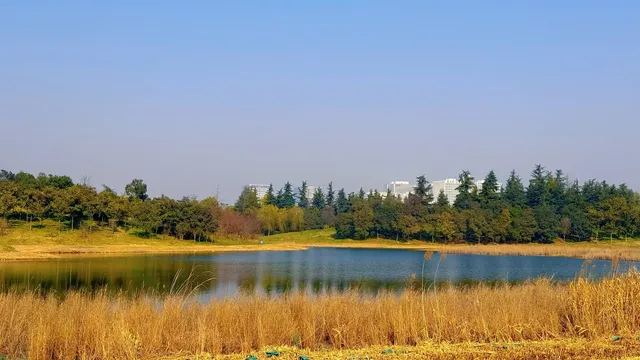 西安高新小森林 西安高新小森林