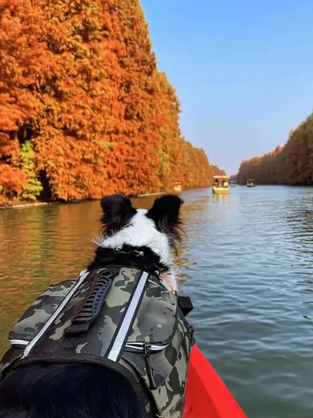 上海1h直達,海灣杉林紅啦!錯過等一年! 上海1h直達,海灣杉林紅啦!錯過等一年!