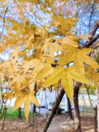 共青秋林愛晚|賞五彩繽紛的秋