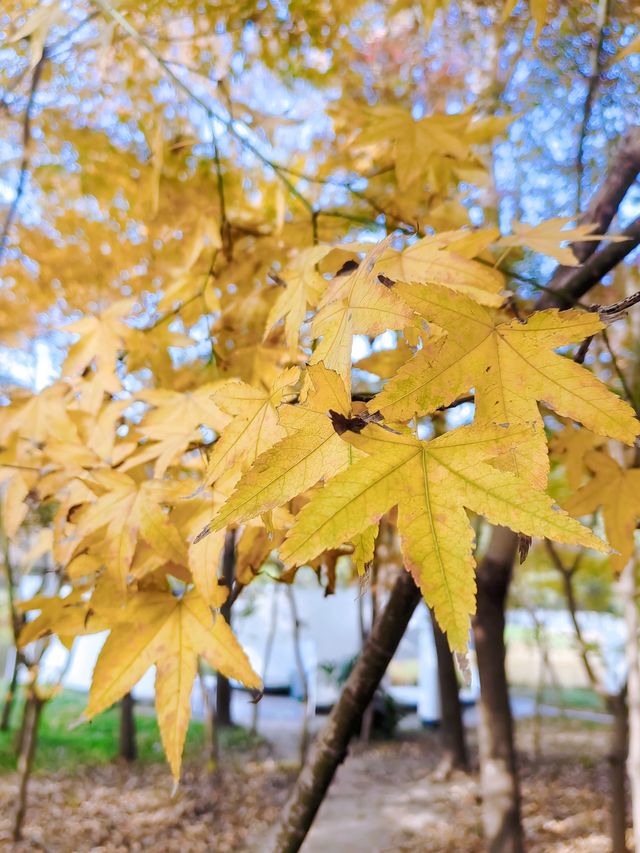 共青秋林愛晚|賞五彩繽紛的秋 共青秋林愛晚|賞五彩繽紛的秋
