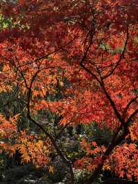 一座公園愛上一座城|我見到駱賓王詩裡的鵝