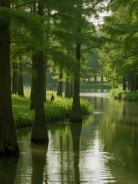 12月實況！上海這片水上森林，娃看呆了