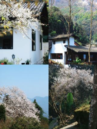 Emei Mountain Must-Stay! This Wild Luxury Homestay is Absolutely Amazing, and the Misty Hot Springs are So Healing