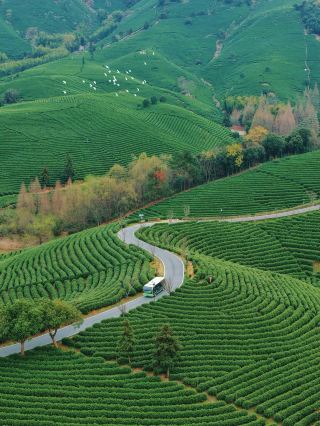 安吉の絶景茶園でチェックイン