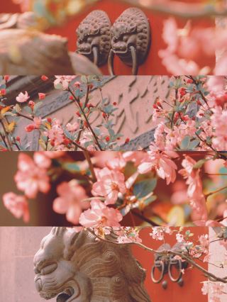 上海で花見必須スポット、閘北公園の赤い壁の海棠（カイドウ）、中華風ロマンチックが神レベルに