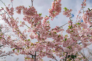 福壽山農場櫻花正當時
