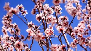 玉門の千ムーの杏の花が満開、春の花見に最適な時期