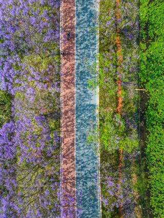 初夏に雲南省を訪れ、花々が咲き誇る世界を巡るロマンチックな旅に出かけましょう。