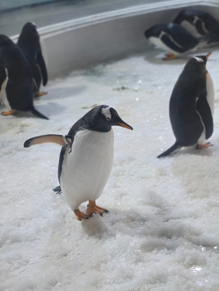 Polar wonderland adventure
