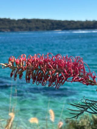 Spectacular Sydney Adventure: The Bondi to Manly Walk