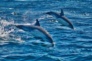 Bruny Island is more than just great food! A 3-hour cruise is the real highlight