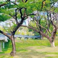 วิธีเดินทางไปสวนเบญจกิติทางรถไฟใต้ดิน