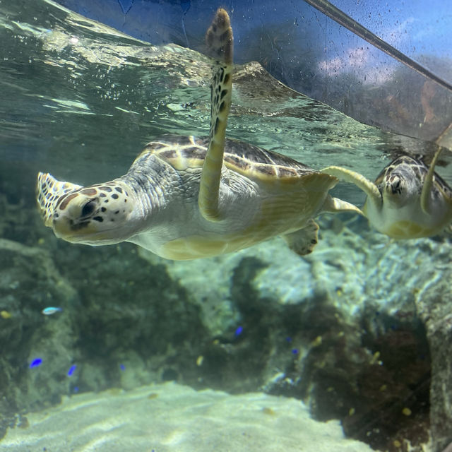 Spectacular aquarium in Korea