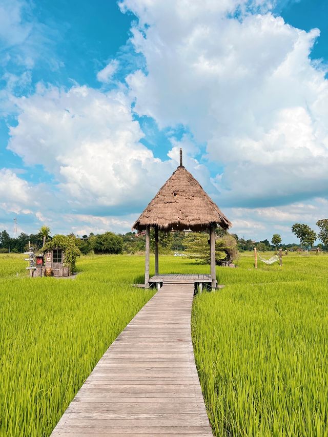 泰國曼谷近郊打卡 | meena cafe 🌾  稻田咖啡廳