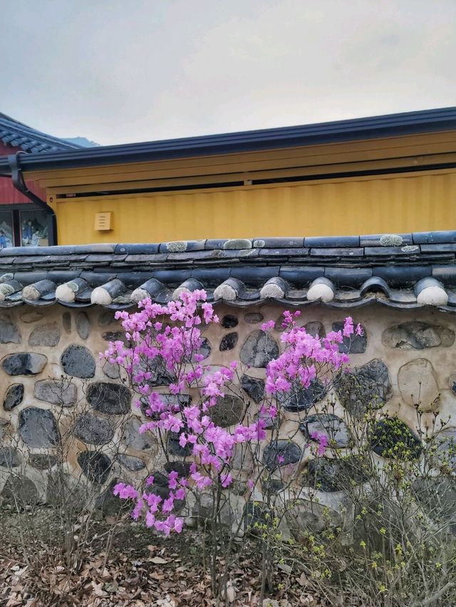 봄날을 만끽하는 예쁜 봄꽃들이 모여 있는 운문사🌸