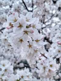 봄날을 만끽하는 예쁜 봄꽃들이 모여 있는 운문사🌸