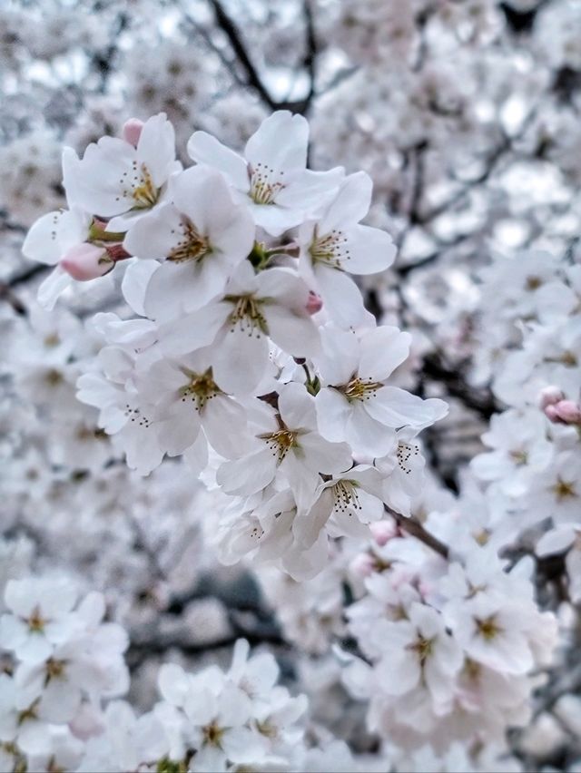 봄날을 만끽하는 예쁜 봄꽃들이 모여 있는 운문사🌸