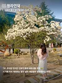 전국에서 가장 아름다운 대구 봄꽃명소🌼