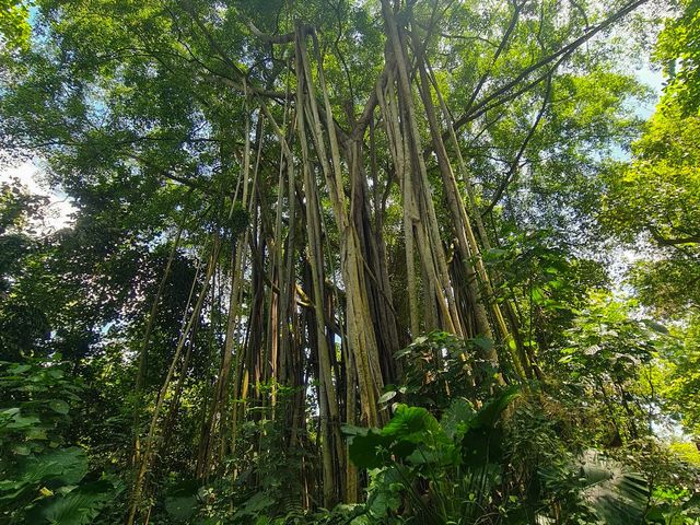 The Mysterious Mangrove 