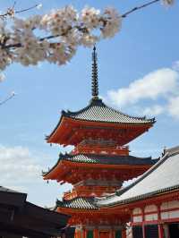 🇯🇵｜Kyoto One-day Tour with kimono