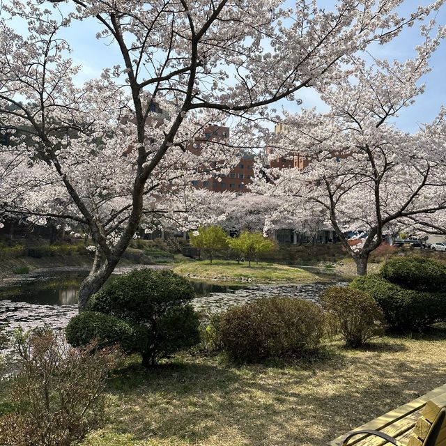 나주 벚꽃이 예쁘게 만발한 동신대학교 미래학사🌸🌸