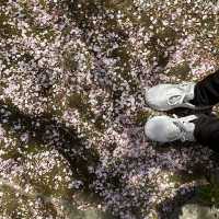 Okayama, Korakuen Garden and cultural zone !!