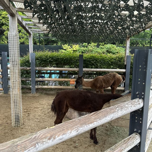 動物 全部都係動物嘅上野動物園😂