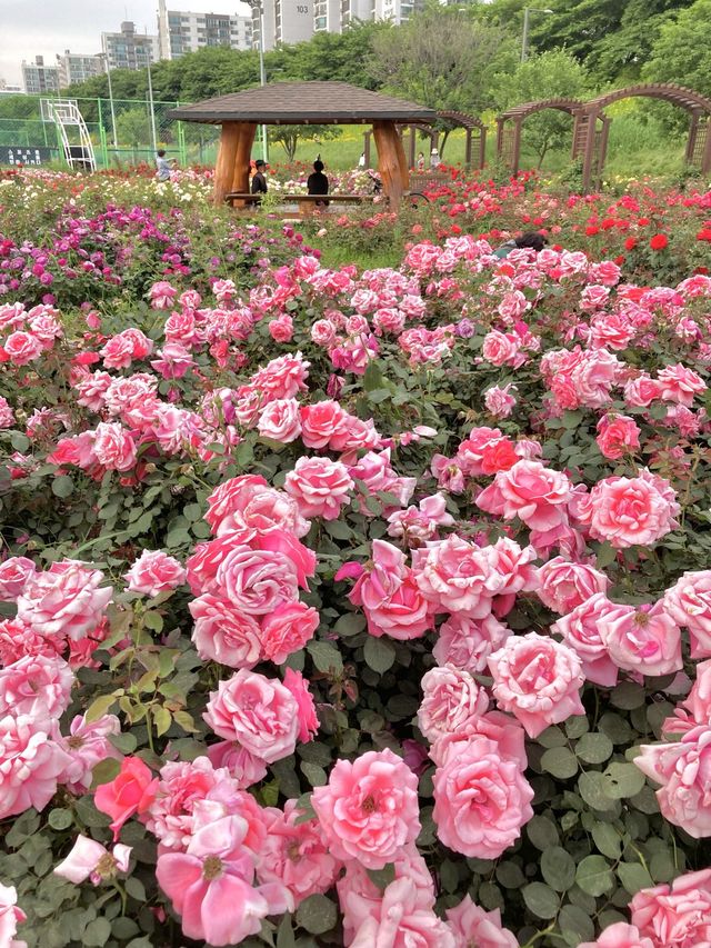 🌹장미의 계절 5월, 안양천 가족정원 장미원 나들이