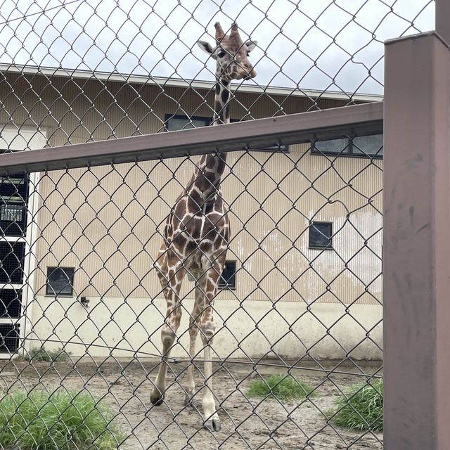 【親子景點】京都市動物園