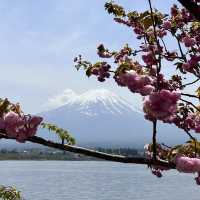 富士山河口湖大石公園🗻🌟