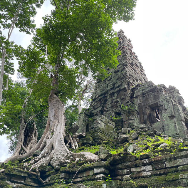 Preah Palilay - the three big trees