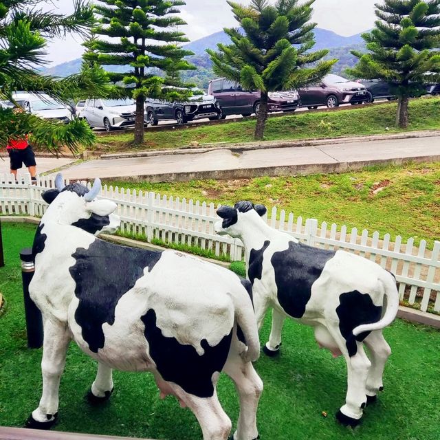 Scenic Desa Cattle Dairy Farm