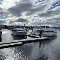 荷伯特 Tasmanian Wild Seafood Adventure海鮮遊艇之旅