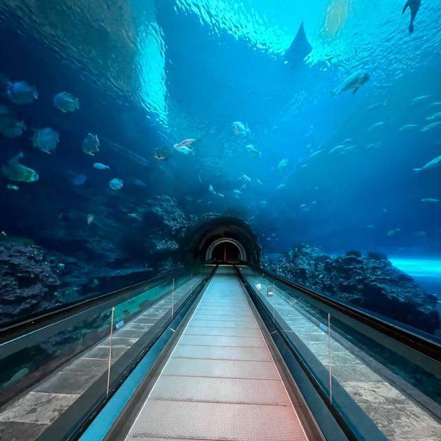 🌊🐠 台灣海洋生物博物館─海洋奇觀樂園 🌊🐠