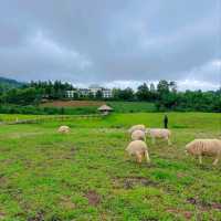แลนด์มาร์คแห่งใหม่ ถ่ายรูปกับน้องแกะน่ารักๆบนดอย🐑🐏