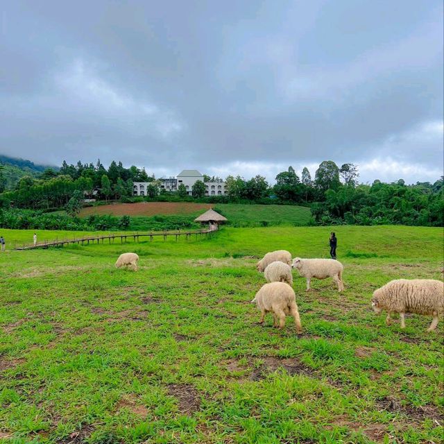 แลนด์มาร์คแห่งใหม่ ถ่ายรูปกับน้องแกะน่ารักๆบนดอย🐑🐏