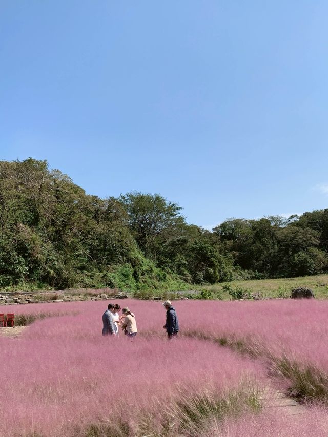핑크뮬리가 가득한 제주 스냅명소💕