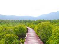 🌿 พาเดินชมเส้นทางธรรมชาติป่าโกงกาง