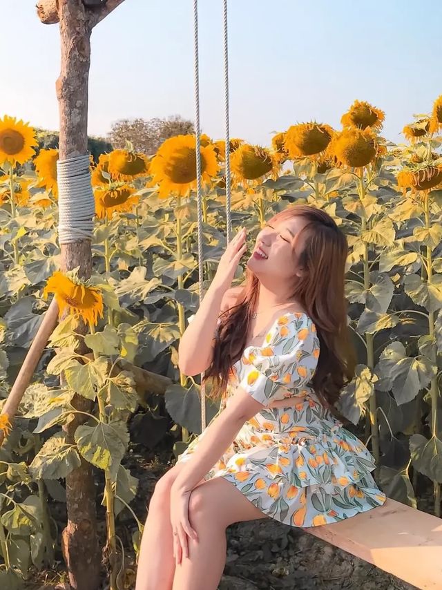 ทุ่งแสงตะวันกับภูไพรพรรณ เชียงใหม่☀️🌈 ทุ่งแสงตะวันกับภูไพรพรรณ เชียงใหม่☀️🌈