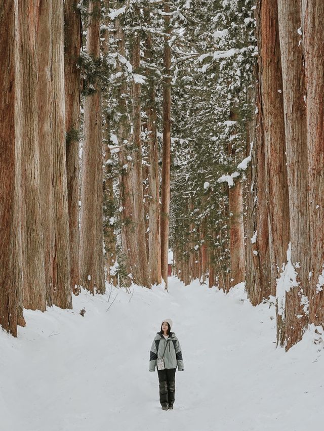 Togakushi Shrine, Nagano Japan ❄️❄️❄️