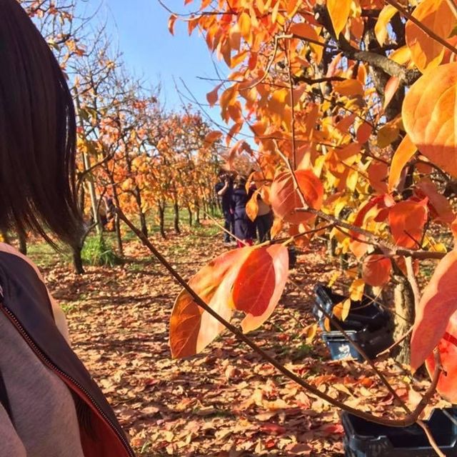 伯斯景點丨季節限定！金黃色大道柿子園Raeburn Orchards
