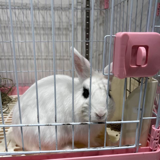深圳可愛寵物咖❤️❤️❤️❤️