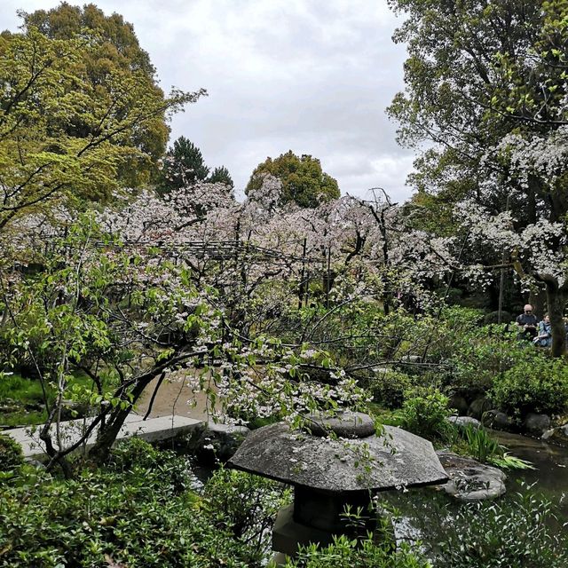  京都平安神宮八重紅枝垂櫻2023年4月6日