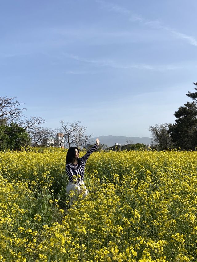 유채꽃과 공원풍경이 아름다운