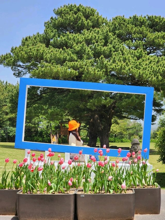 1년 내내 꽃 축제로구나🌹🌺🌳 서귀포 상효원수목원