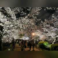 日櫻與夜櫻@上野公園